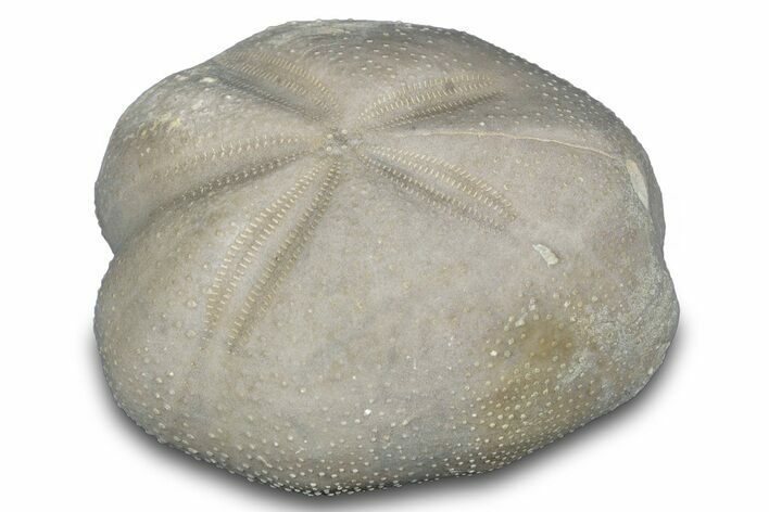 Cretaceous Echinoid (Heteraster) Fossil - Texas #287311